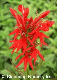 Lobelia cardinalis